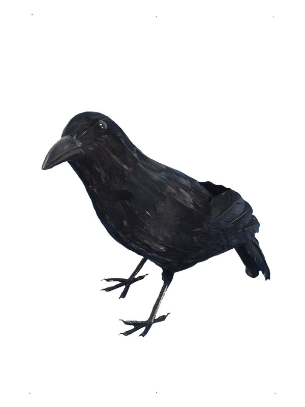 Crow, Black, Feathered, 33cm