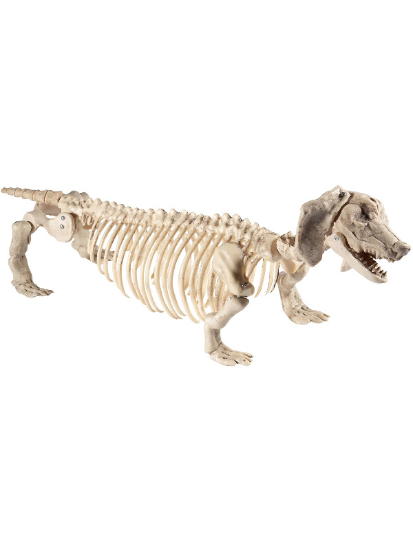 Dachshund Dog Skeleton Prop, Natural, 55cmx13cmx30cm / 22inchx5inchx12inch