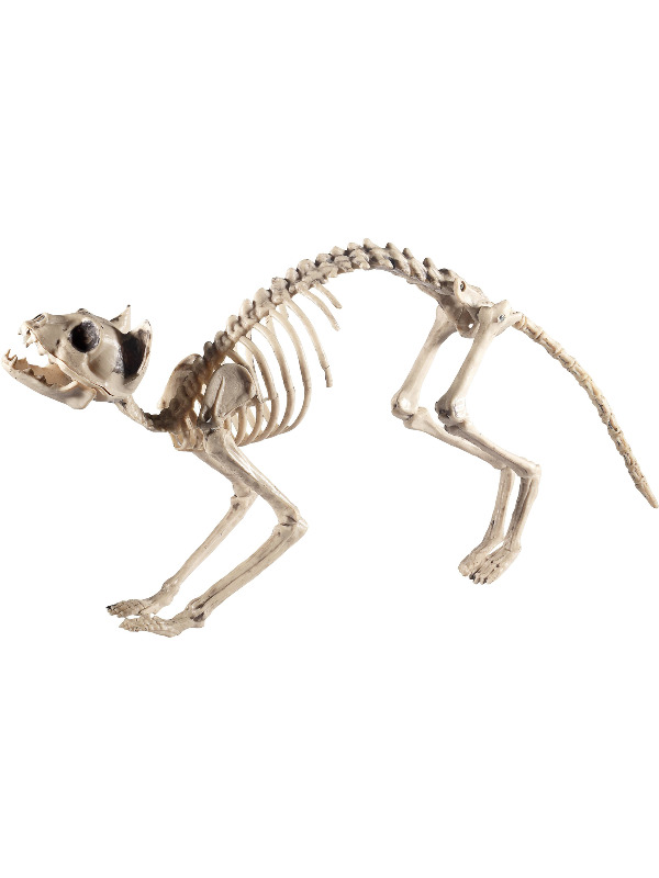 Cat Skeleton Prop, Natural, 60x12x25cm / 24x5x10in